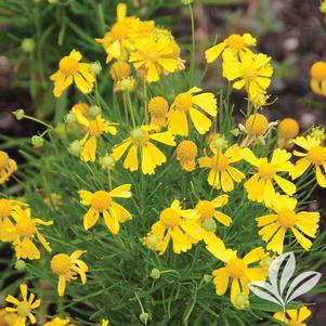 Helenium amarum 'Dakota Gold' 