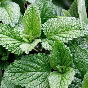 Mentha x piperita 
