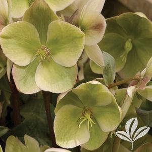 Helleborus x 'Walhelivory' 