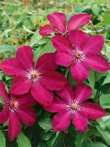 Clematis 'Rouge Cardinal' 