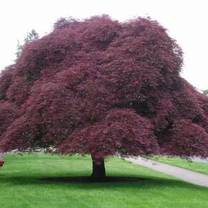 Acer palmatum dissectum 'Inaba Shidare' 