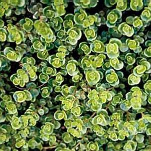 Sedum teractinum 'Coral Reef' 