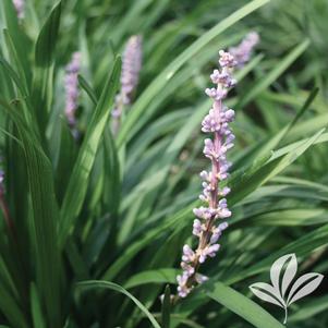 Liriope muscari 'Love Potion No.13' 