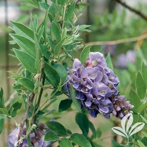 Wisteria frutescens 'Amethyst Falls' 