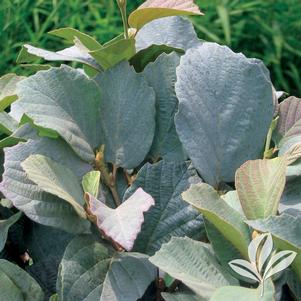 Fothergilla major 'Blue Shadow' 