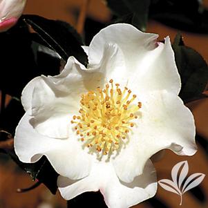 Camellia sasanqua 'Setsugekka' 
