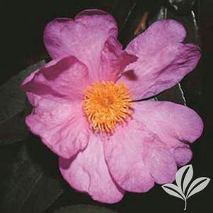 Camellia x 'Winter's Star' 