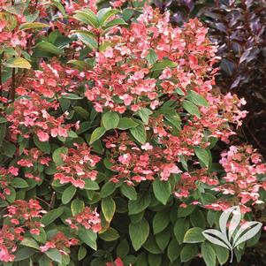 Hydrangea paniculata 'Bulk' 