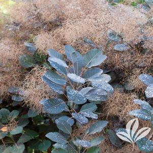 Cotinus coggygria 'Velvet Cloak' 