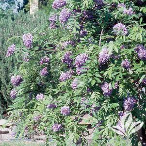 Wisteria macrostachya 'Blue Moon' 