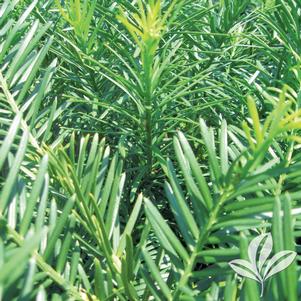 Cephalotaxus harringtonia 'Duke Gardens' 