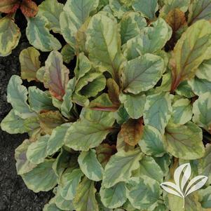 Ajuga reptans 'Golden Glow' 