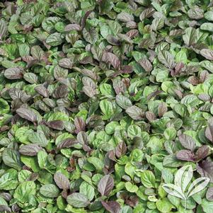 Ajuga reptans 'Catlins Giant' 