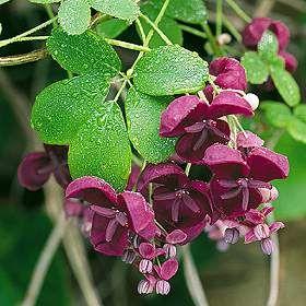 Akebia quinata 'Cultivar No. 2' 