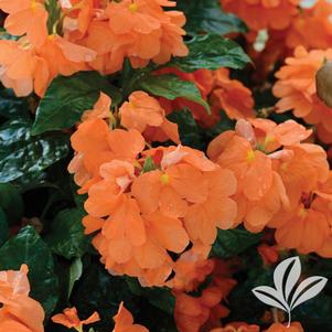 Crossandra 'Orange Marmalade' 