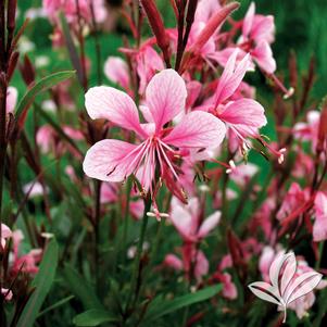 Gaura lindheimeri 'SME-2' 