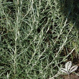 Helichrysum angustifolia 