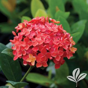 Ixora 'Maui' 