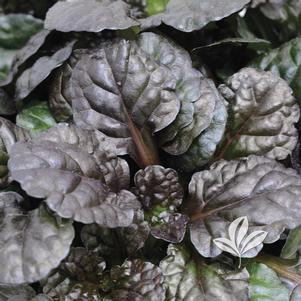 Ajuga reptans 'Black Scallop' 