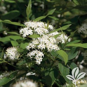 Cornus racemosa 'Muszam' 