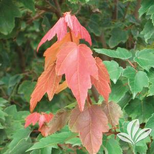 Acer rubrum 'HOSR' 