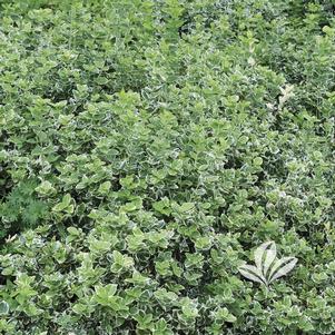 Euonymus fortunei 'Emerald Gaiety' 