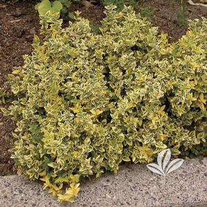 Euonymus fortunei 'Emerald 'N Gold' 