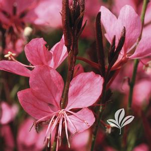 Gaura lindheimeri 'KLEAU04263' 