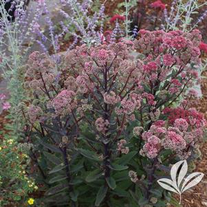 Sedum 'Purple Emperor' 