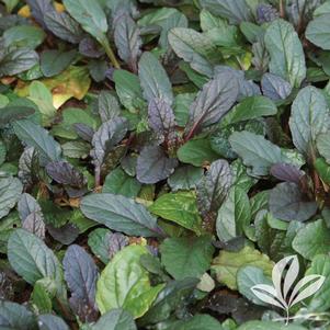 Ajuga reptans 'Bronze Beauty' 