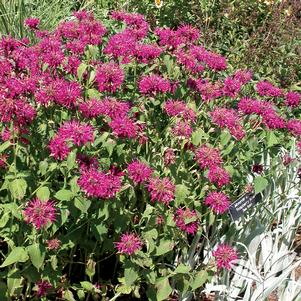 Monarda 'Raspberry Wine' 