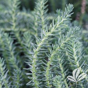 Sedum reflexum 'Blue Spruce' 