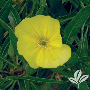 Oenothera missouriensis (macrocarpa) 