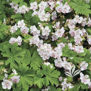 Geranium X cantabrigiense 