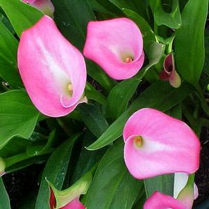 Zantedeschia 'Garnet Glow ' 