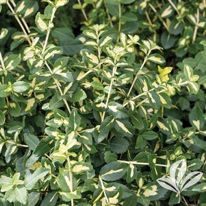 Euonymus fortunei 'Moonshadow' 