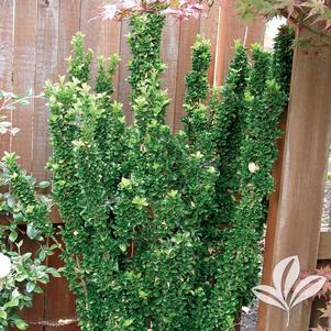 Euonymus japonicus 'Green Spire' 