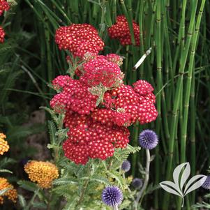 Achillea millefolium 'Red Velvet' 