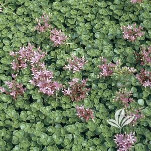 Sedum spurium 'John Creech' 