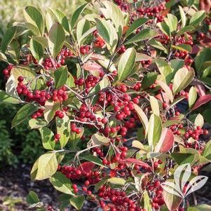 Aronia arbutifolia 'Brilliantissima' 