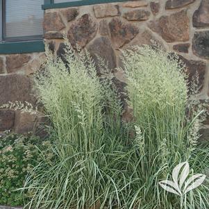 Calamagrostis x acutiflora 'Eldorado' 