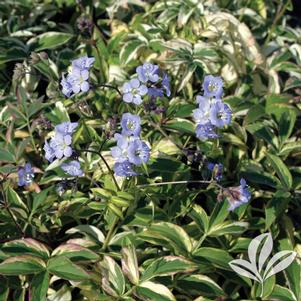 Polemonium reptans 'Stairway to Heaven' 