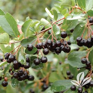 Aronia melanocarpa 'Autumn Magic' 