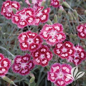 Dianthus 'Cranberry Ice' 