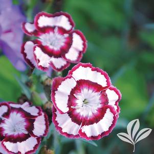 Dianthus 'Devon Siskin' 