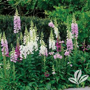 Digitalis purpurea 'Camelot Mix' 