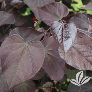 Cercis canadensis 'Greswan' 