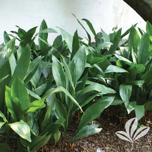 Aspidistra elatior 