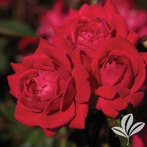 Rosa 'Radtko' 