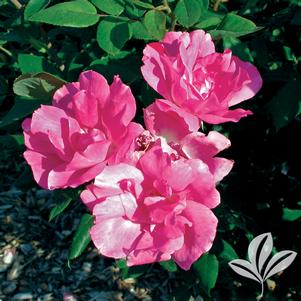 Rosa 'Radcon' 